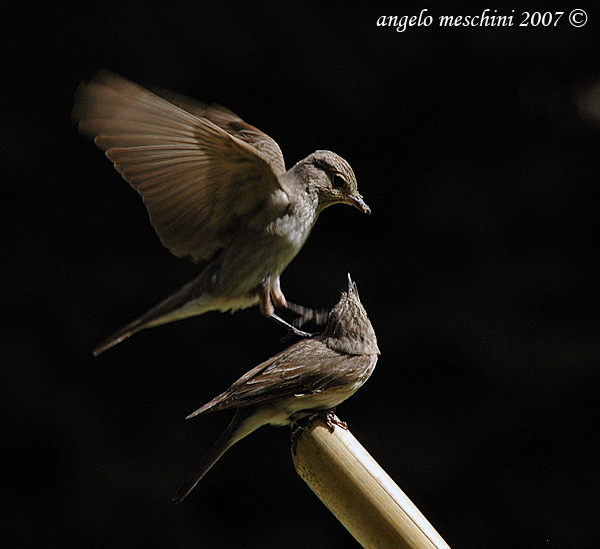 Pigliamosche Muscicapa striata. Le suggestioni del volo....